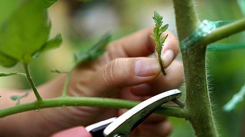 Close-up of a sucker being pruned from a tomato plant