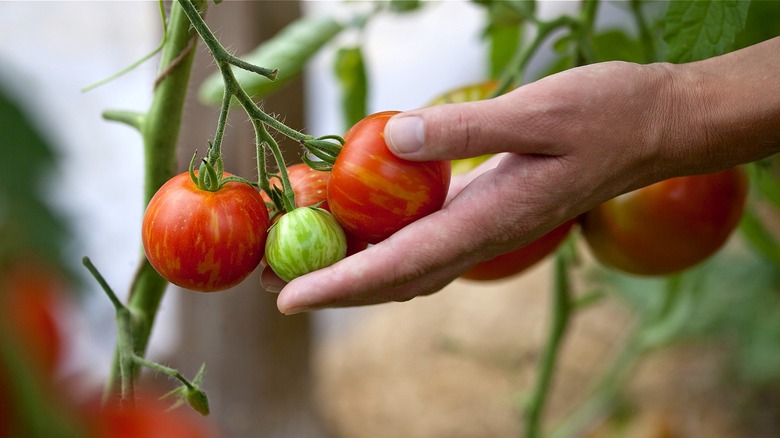 Close-up of a hand holding red tomato fruits and a growing green tomato on a tomato plant