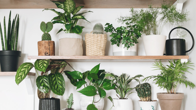Many types of houseplants on a shelf
