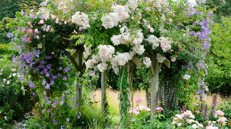 Arbor with climbing white roses and lavender clematis