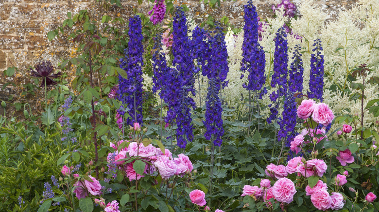 Dark blue delphiniums and pink roses