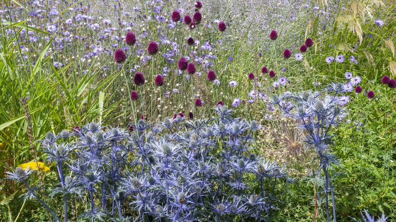 Drumstick alliums with sea holly