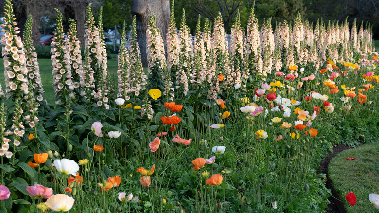 White foxgloves and colorful poppies in a garden