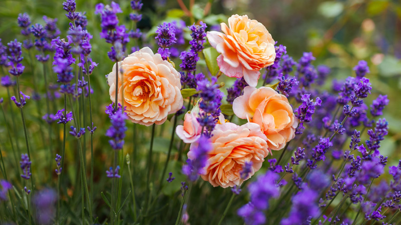 Orange roses and lavender plants