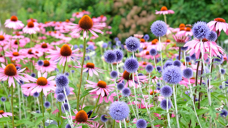 Blue globe thistle and pink coneflowers