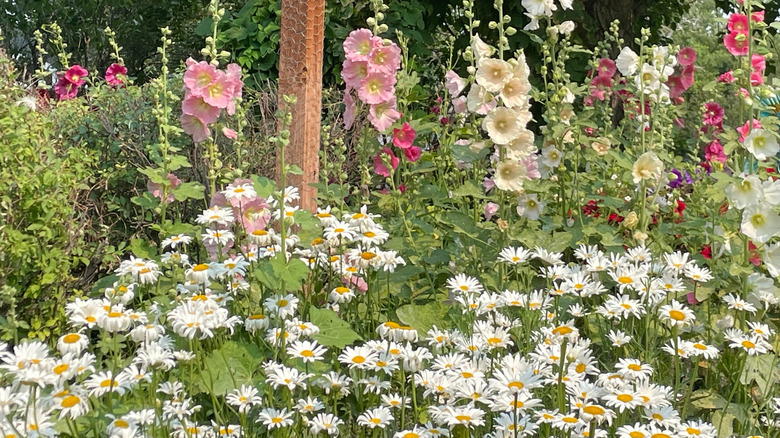 Hollyhocks and daisies in garden