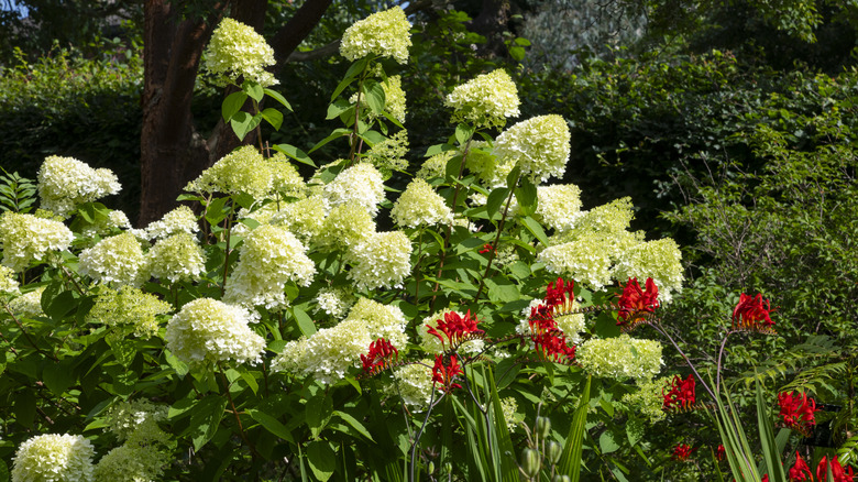 Panicle hydrangea and red crocosmia