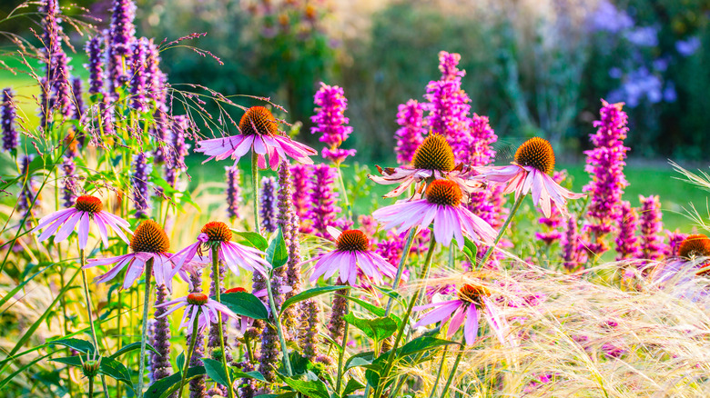 Purple hyssop and pink coneflowers