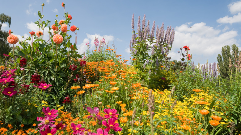 Summer garden with flowers