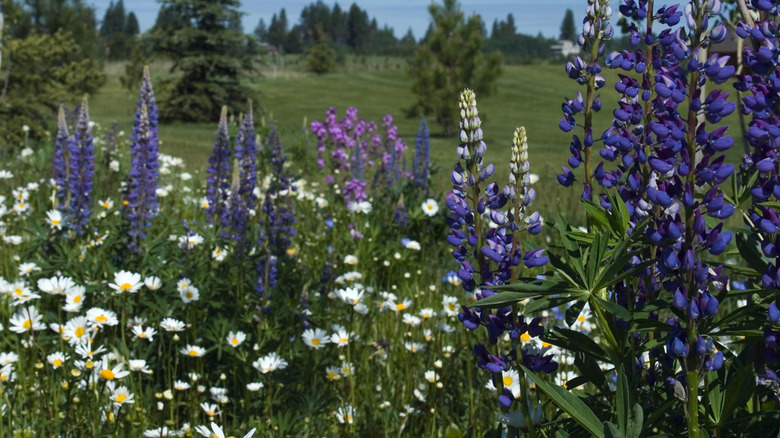 Lupines and daisies in sunny garden