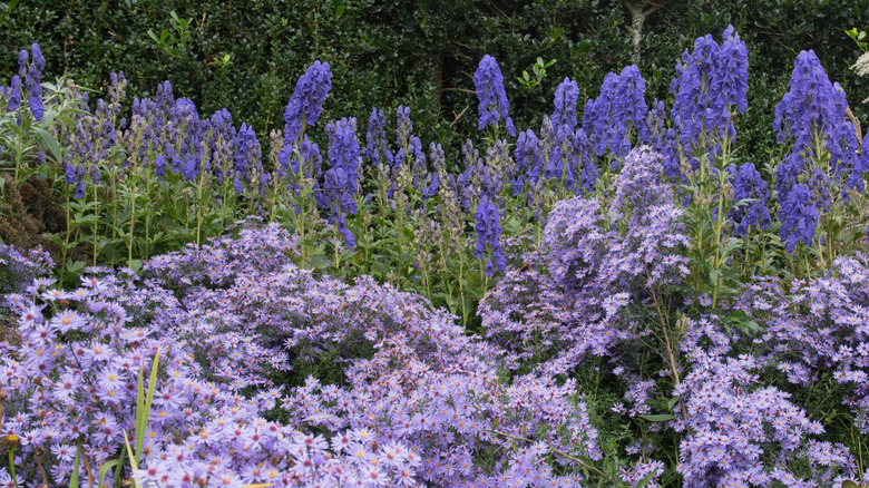 Blue monkshood and lavender asters in a garden