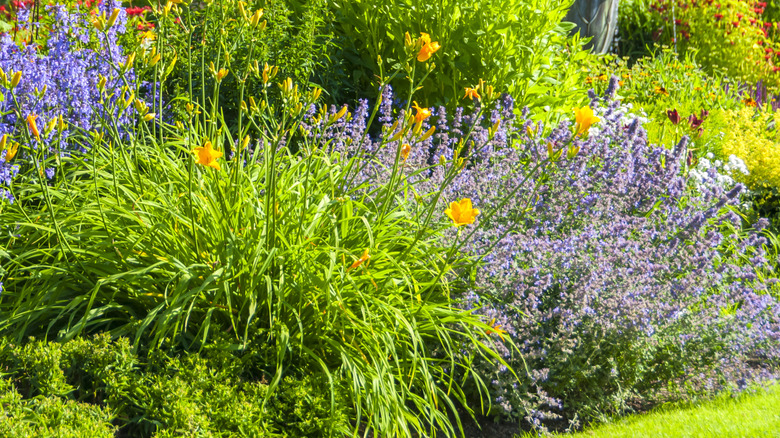 Daylilies and flowering catmint