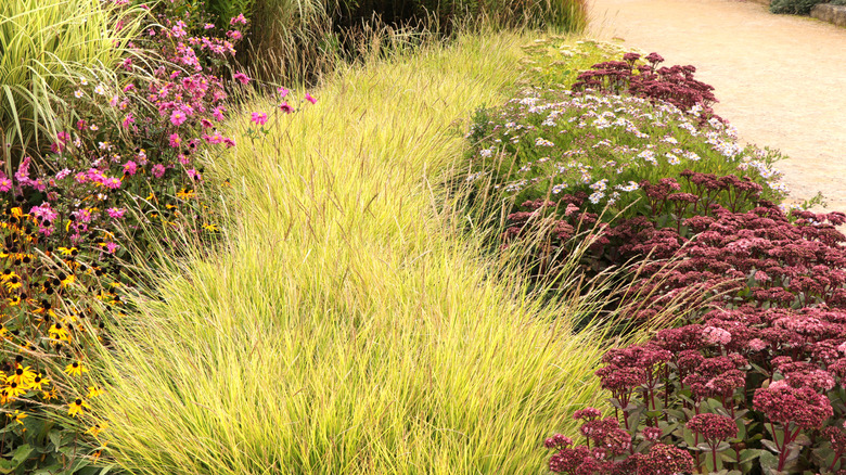 Golden ornamental grass next to sedums in garden