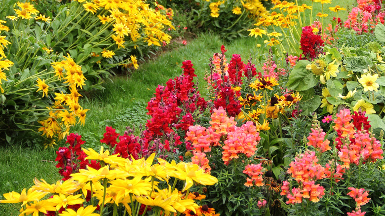 Snapdragons and rudbeckia in garden