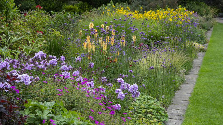 Yellow torch lily and verbena
