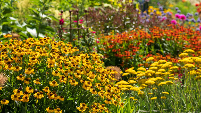 Yellow helenium and yarrow in garden