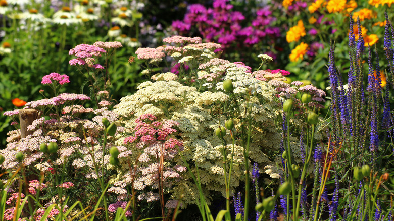 White and pink yarrow with blue veronica