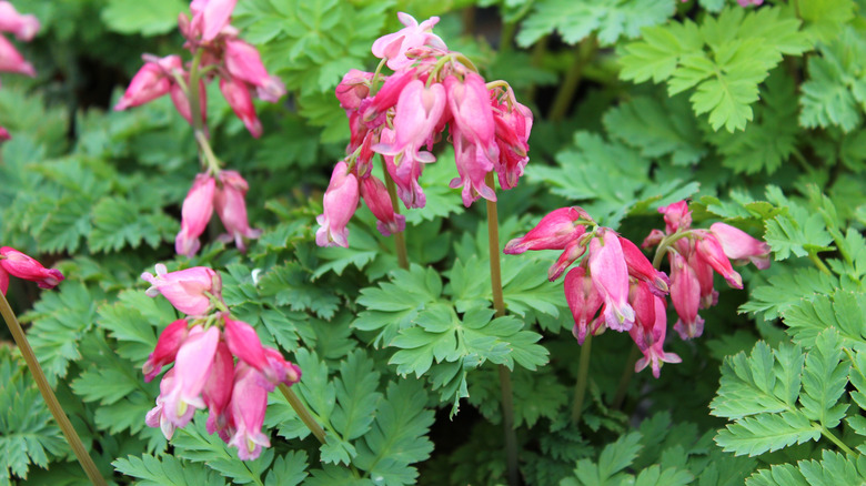 A close-up of fern-leaf bleeding hearts against green foliage
