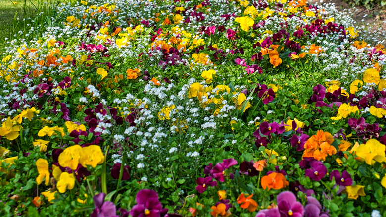 A colorful garden bed with pansies and delicate white flowers