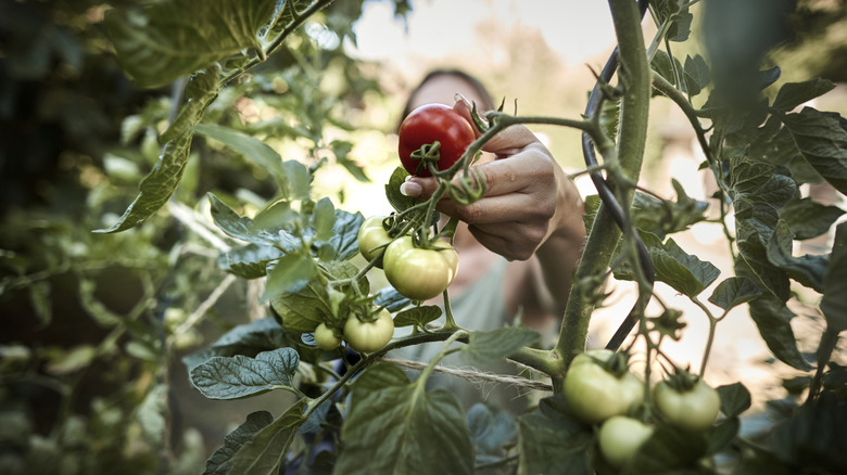 Person reaching for a red tomato in a cluster of green tomatoes surrounded by green foliage.