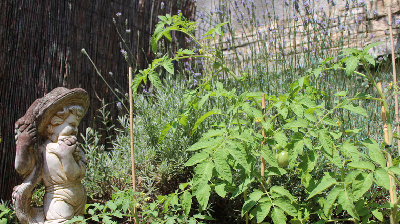 Purple lavender flowers growing behind tomato plants