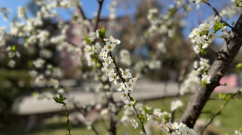 White flowers on a branch of American plum