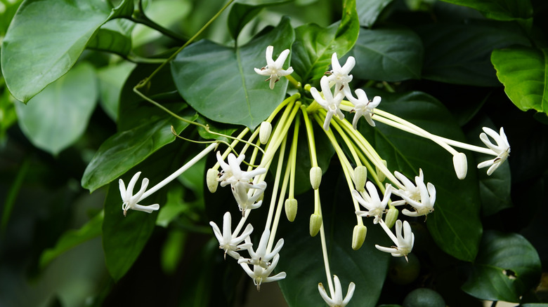 White firecracker-shaped flowers of Belize needle-flower tree