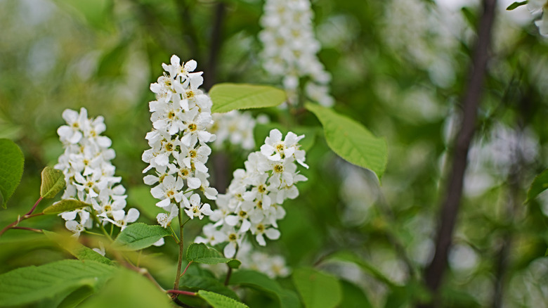 The white flowers of black cherry tree