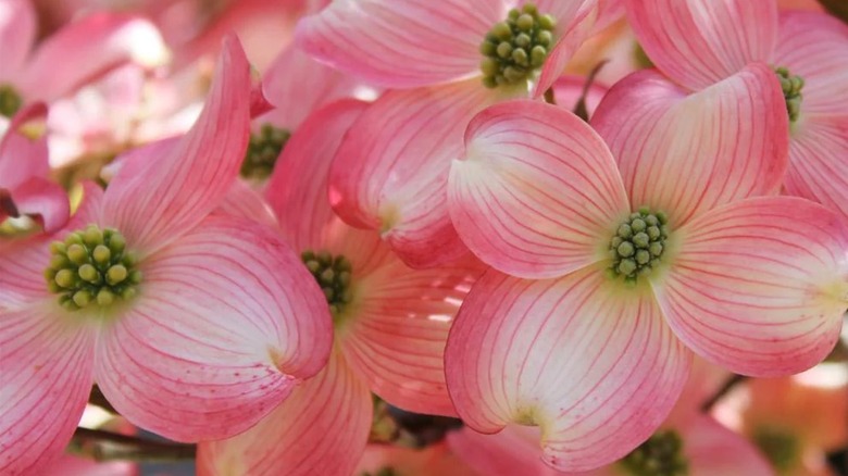 Pretty pink flowers of Cherokee Brave flowering dogwood