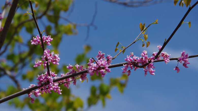 Rosy pink flowers of Forest Pansy redbud