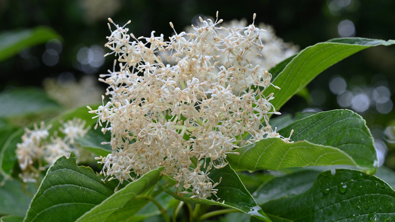 Four-petaled white flowers of giant dogwood