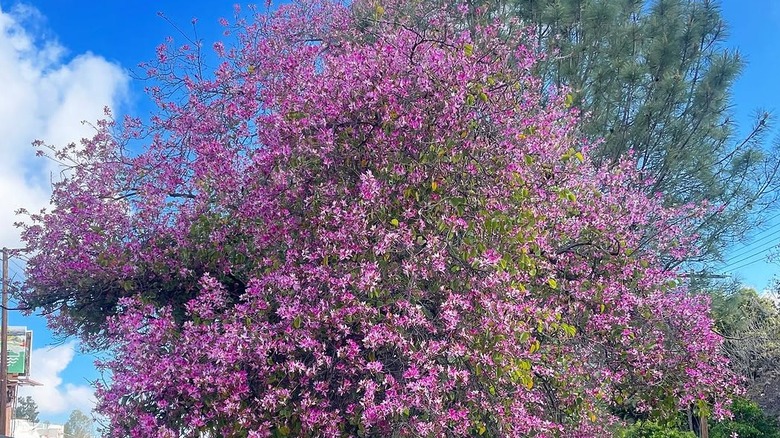 Pink blooms covering a Hong Kong orchid tree
