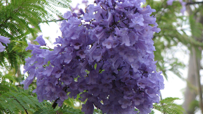 A group of violet flowers of Jacaranda tree