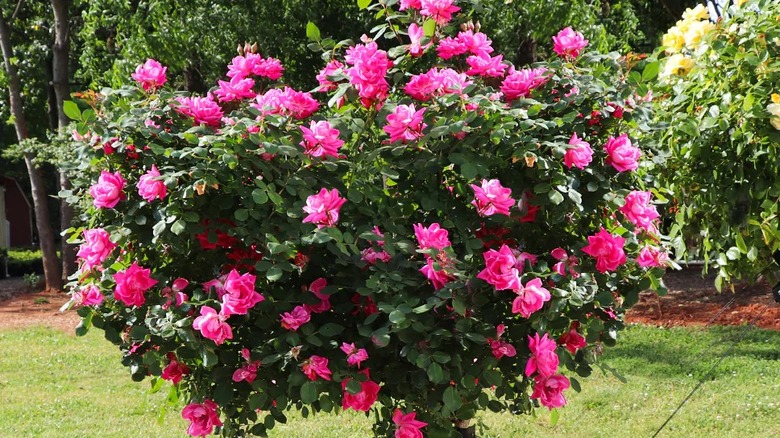 Pink knockout roses growing in garden