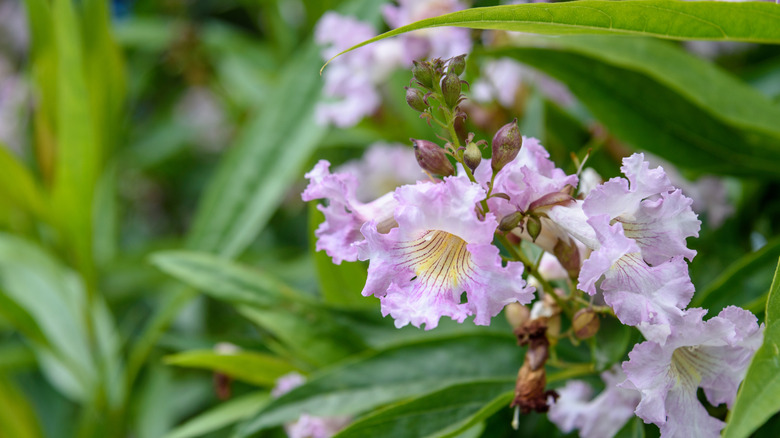 Lavender flowers of Pink Dawn chitalpa