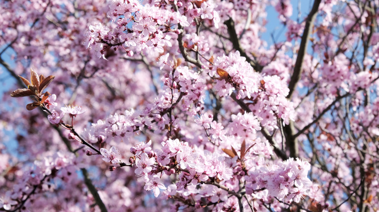 Pink flowers of rosebud cherry 'Autumnalis Rosea'