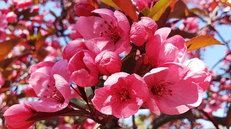 Fuchsia red flowers of Show Time crabapple