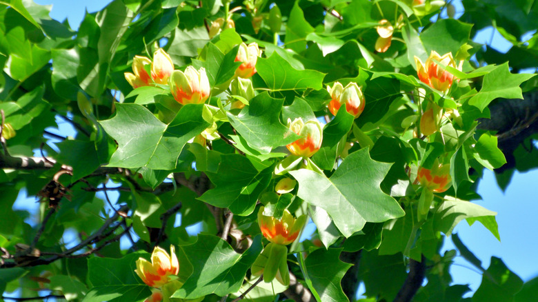 Orange-tinted yellow-green flowers of tulip poplar