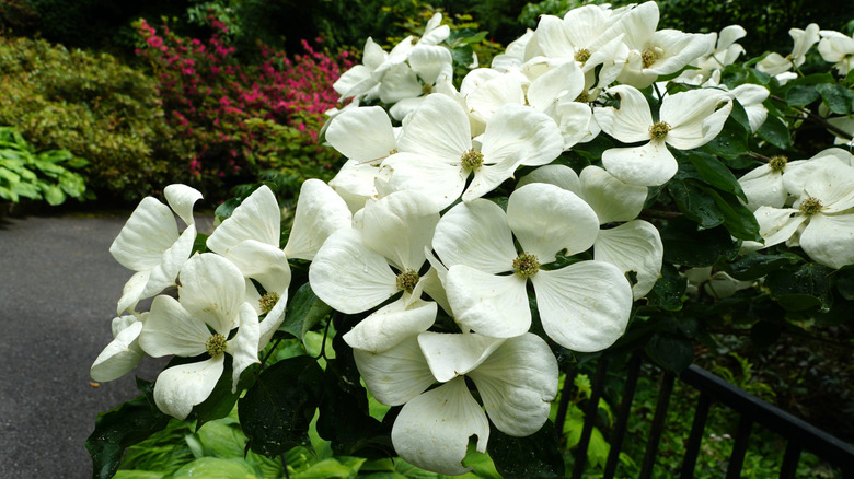 White Venus dogwood flowers on a tree