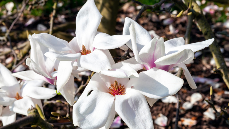 White flowers of Wada's Memory magnolia