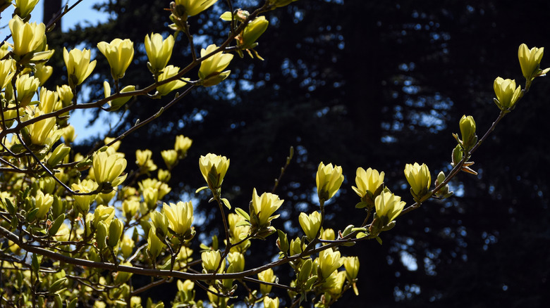 Yellow Bird magnolia's yellow flowers