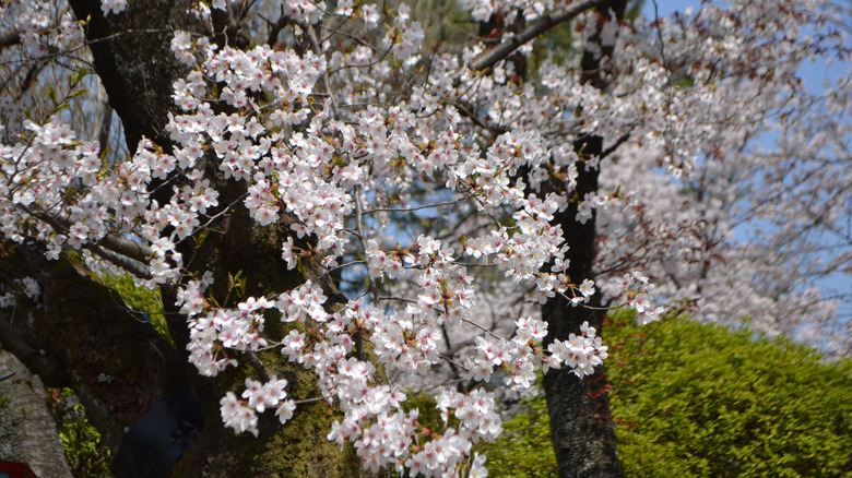 Yoshino cherry's white flowers with pink centers