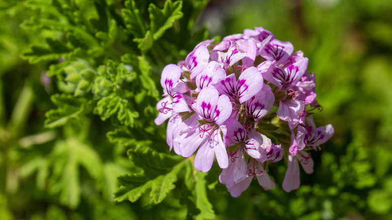 Close up of pink scented geranium flower with green foliage in the background