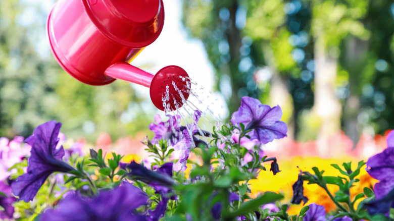 A gardener uses a red watering can to water purple petunias