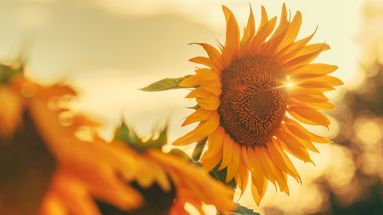 Three sunflowers blooming in afternoon light