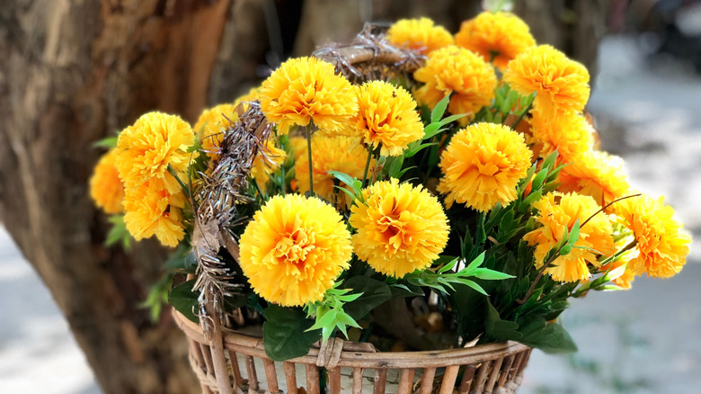 Calendula in a hanging basket