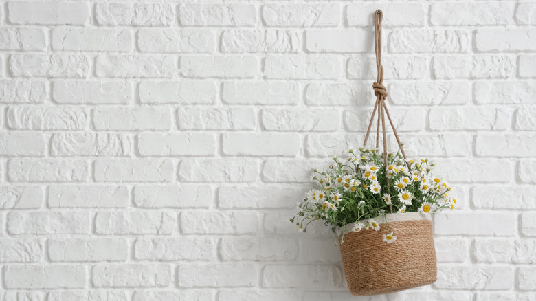Chamomile in a hanging basket