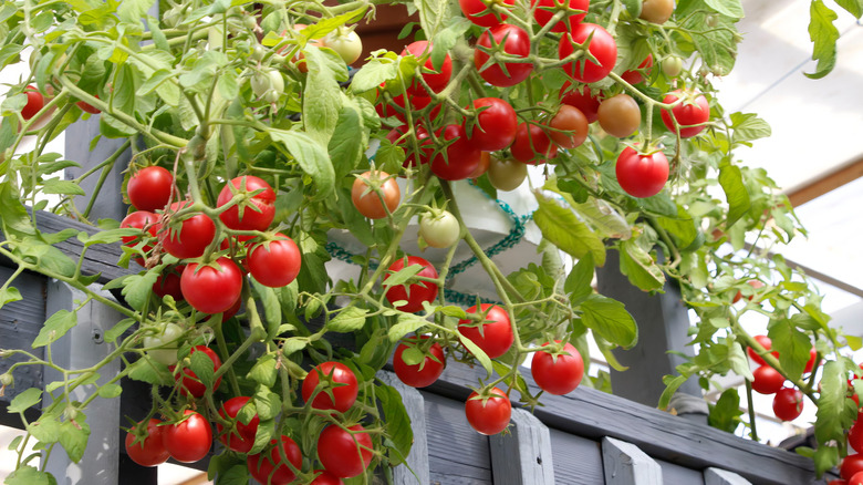 cherry tomatoes hanging down