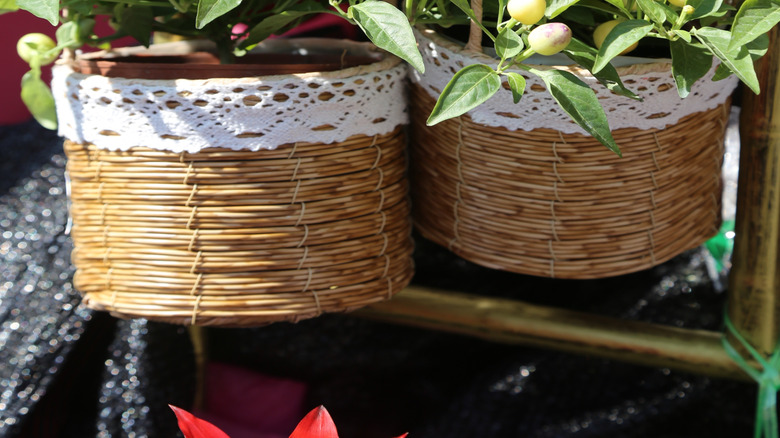 Hot peppers in a basket