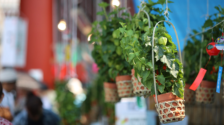 hanging plants in a row